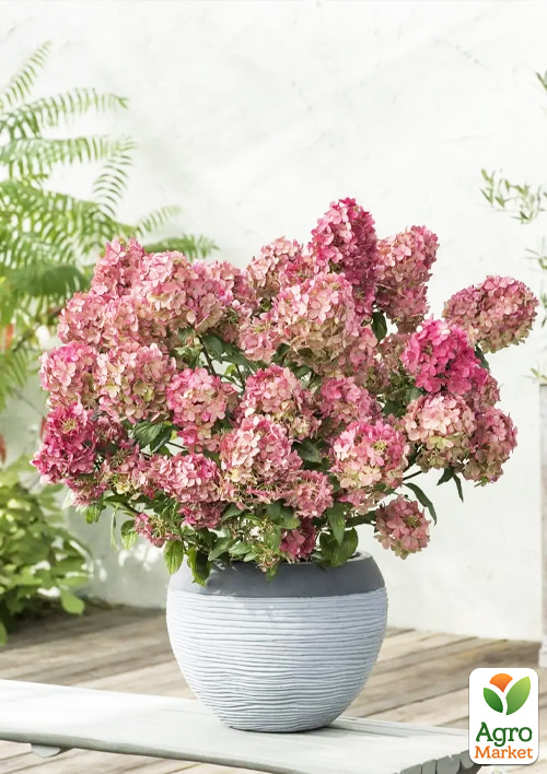 Гортензія 3-х річна волотиста "Petite Star" - фото 4
