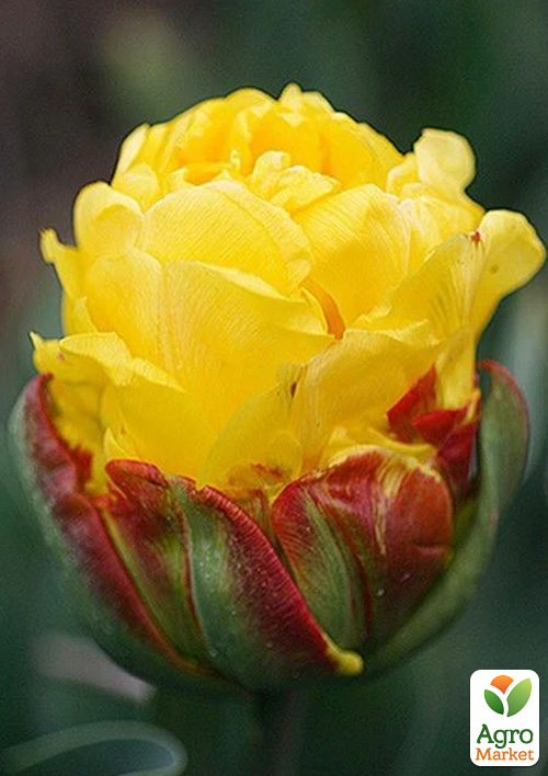 Тюльпан "Ice Cream Banana" - фото 6