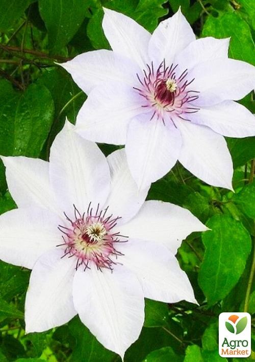 Клематис 3-х річний "Fuyu-No-Tabi" С2 - фото 2