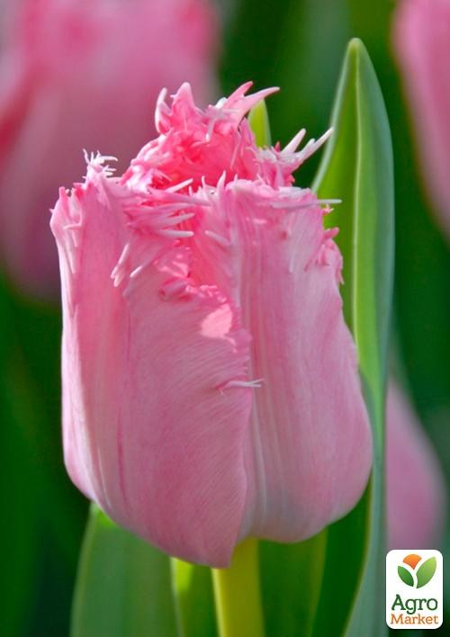 Тюльпан "Santander" (размер 11/12 , крупный) 3шт в упаковке