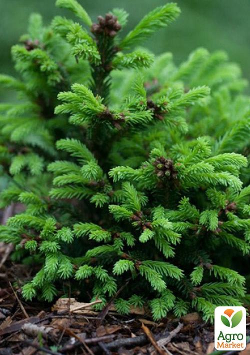 Ель Карликовая "Ohlendorffii" (горшок P9) - фото 6