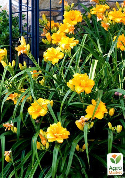 Лілійник "Condilla" 1шт в упаковці - фото 5