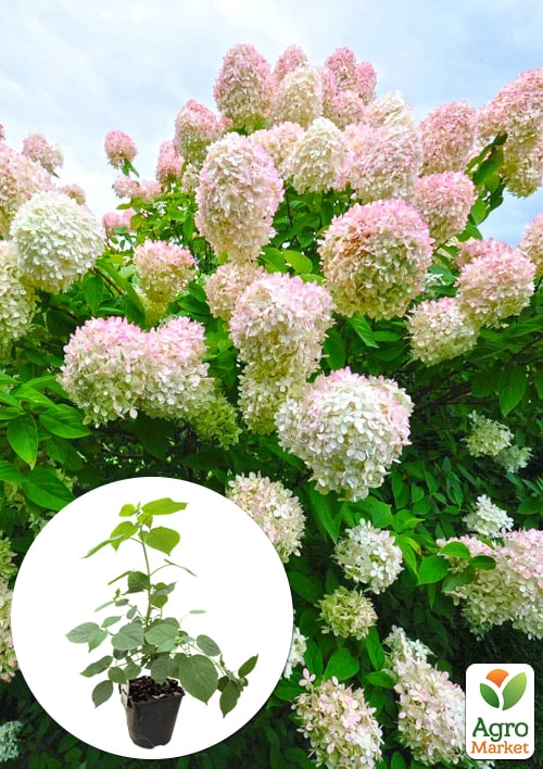 Гортензия 3-х летка метельчатая "Grandiflora"