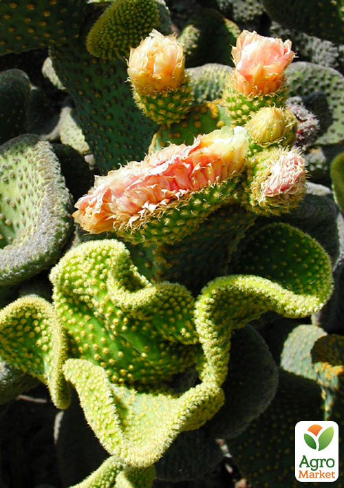 Кактус "Опунция" (Opuntia Microdasys Cristata) (Нидерланды)