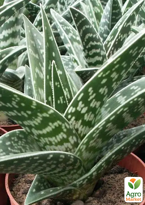 LMTD Алоэ тигровое "Variegata" высота растения 10см - фото 5