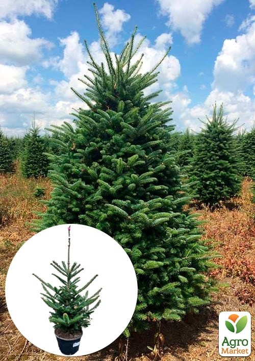 Ялиця Фразера "Abies Fraseri" висота 80-100 см