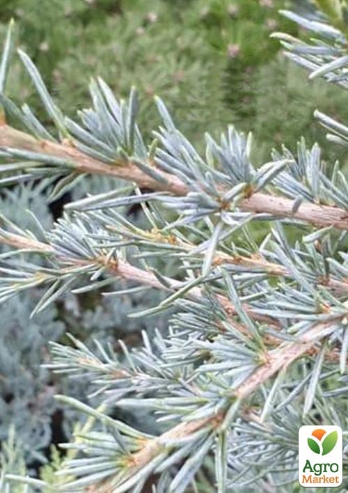 Кедр Гималайский "Karl Fuchs" С3, высота 20-40 см - фото 4