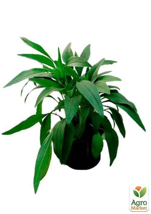 Эхинацея "Meditation Pink" - фото 2