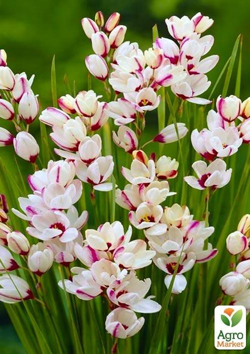 Иксия "Spotlight" 5 шт в упаковке