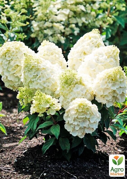 Гортензія 3-х річна волотиста "Magical Mont Blanc"