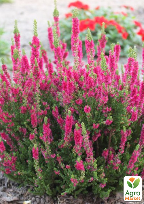 Верес звичайний "Amethyst" - фото 6