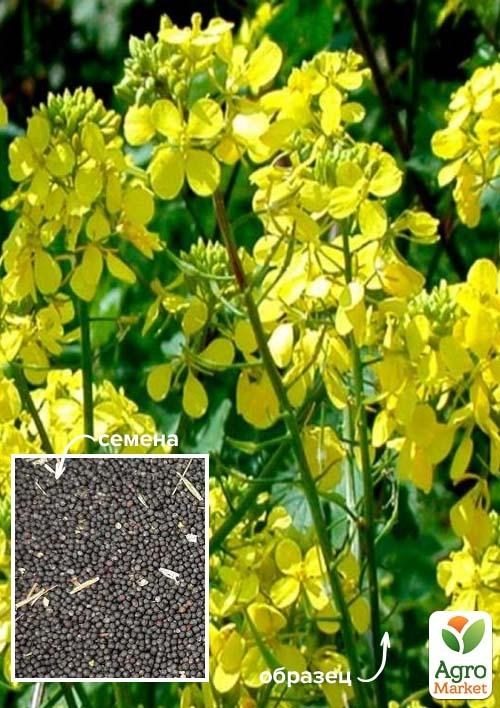 Сурепица (Горлица) ТМ "Весна" 500г