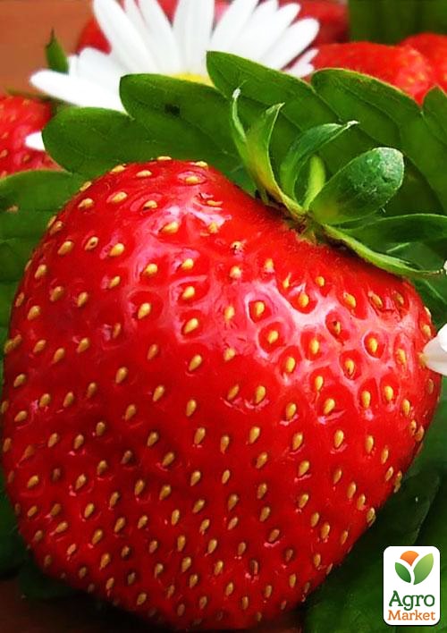 Полуниця "Королева Єлизавета" (ремонтантний сорт, ранній термін дозрівання)