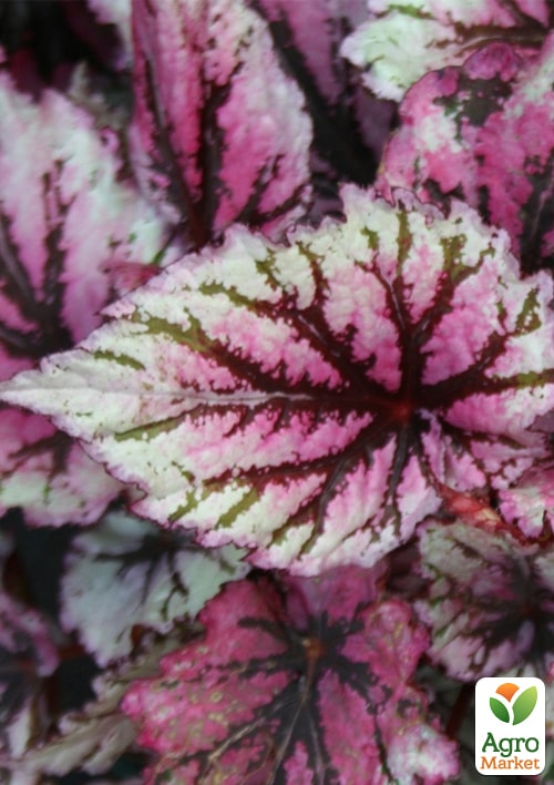 Бегонія королівська REX "Lambada" 20-30см - фото 7