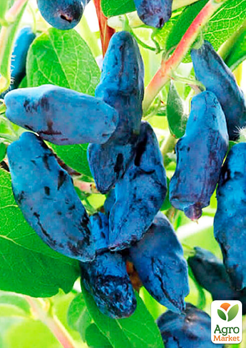 Жимолость "Вітамінна" (ранній термін дозрівання, має високу стійкість до захворювань) - фото 5