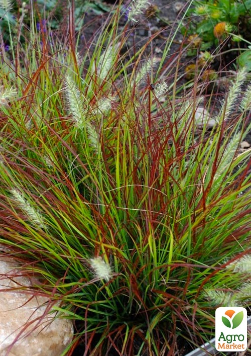 Пеннисетум "Burgundy Bunny" вазон С2