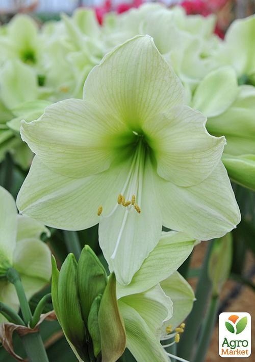 Амариллис "Luna" (размер 26/28 , очень крупный) 1шт в упаковке