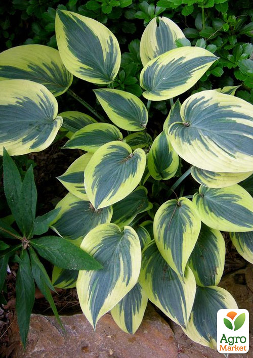 Хоста гібридна "First Frost" С1.5