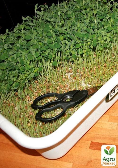 Микрозелень "Чечевица" (в банке) ТМ "Твоя Зеленая Весна" 20г - фото 4