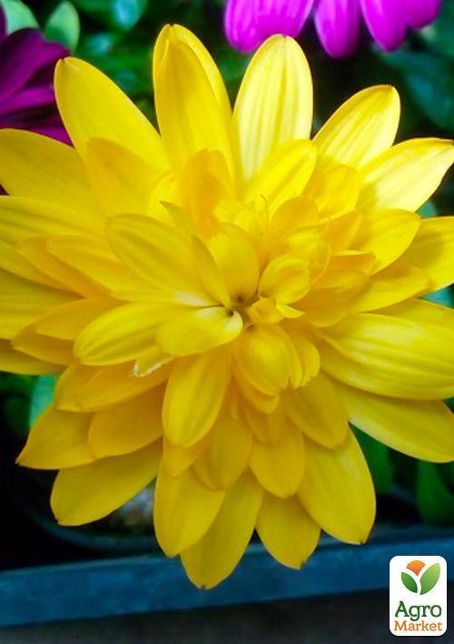 Остеоспермум махровый "Gold Star" (контейнер № 10, высота 10-20 см) - фото 2