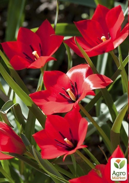 Тюльпан "Red Hunter" (размер 6/+) 3шт в упаковке