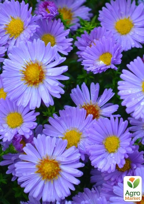 Айстра бордюрна "Henry Blue" (контейнер № 10)