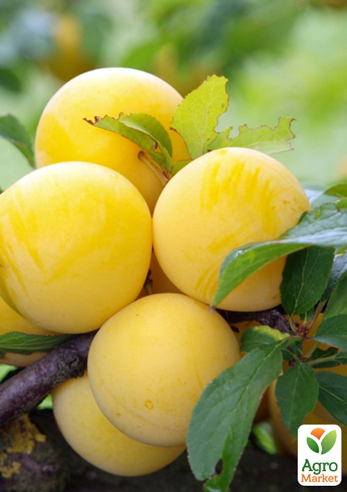 Слива "Белая медовая" (летний сорт, ранний срок созревания)