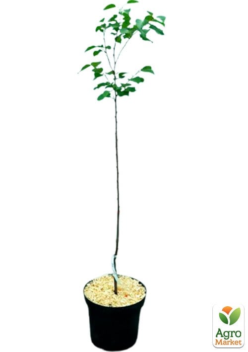 Абрикос "Голд Рич"  укорененный в контейнере (саженец 2 года) - фото 2