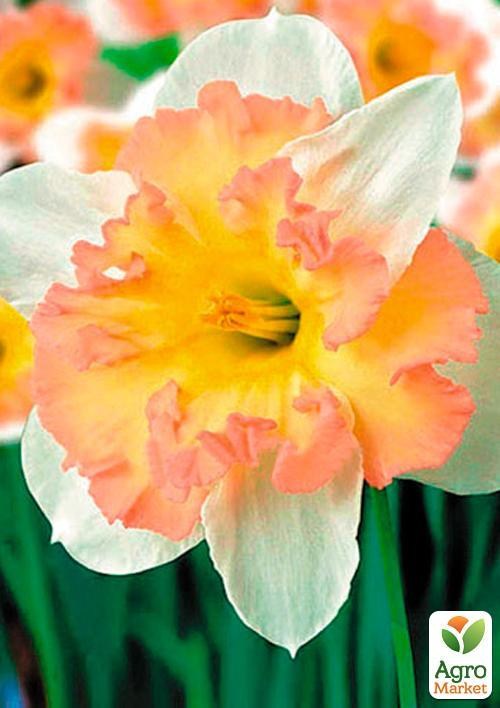 Нарцис "Taurus" (розмір 12/14, великий) 2шт в упаковці