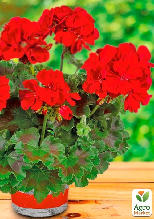 Пеларгония зональная "Dark Red"  - фото 3