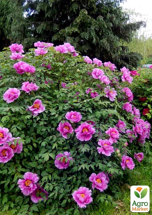 Пион древовидный "Rosea" P9