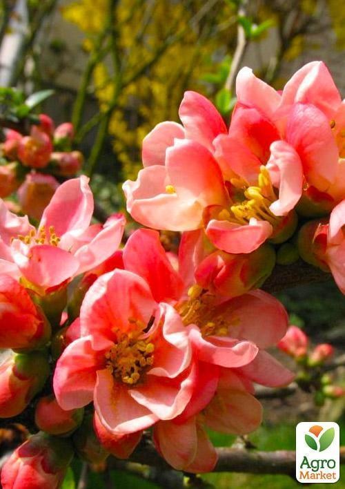 Хеномелес (Айва японська) "Pink Trail" - фото 2