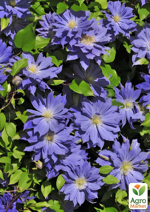 Клематис 2-х летний "Copernicus" С2 - фото 4