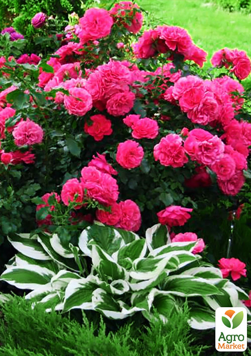 Эксклюзив! Роза парковая серебристо-розовая "Удивительная миссис Майзель" (The Amazing Mrs. Mayzel) (саженец класса АА+, премиальный высший сорт)