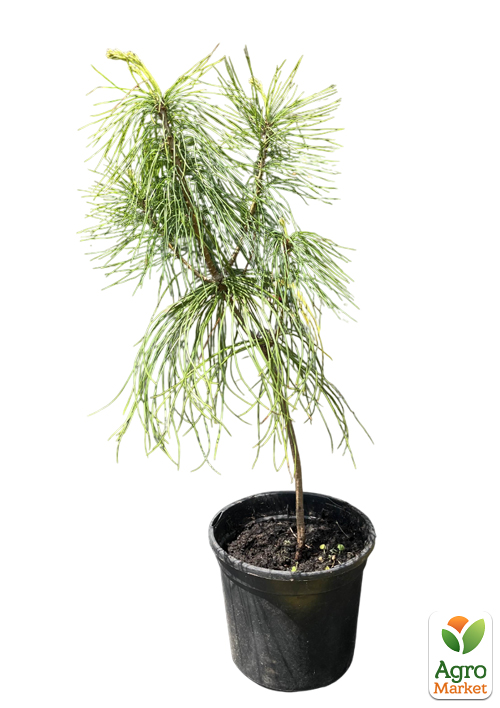 Сосна Кедровая "Арманда" (Pinus Armandii) C1.5, высота 30-40см - фото 2