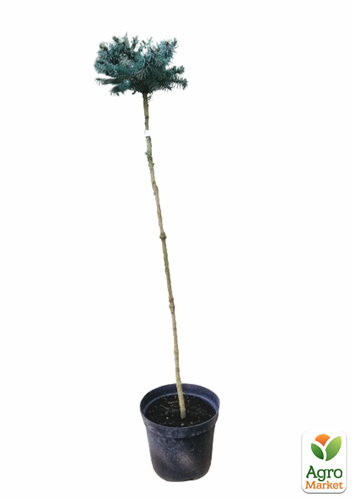 Ель колючая на штамбе «Glauca Compacta» С5, высота 100-120см - фото 2