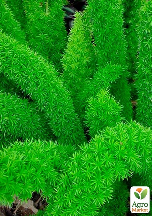 Аспарагус "Мейери" ТМ "Vesna Exclusive" 3шт - фото 2