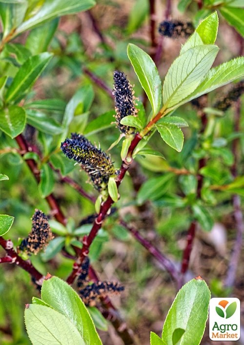 Верба 2-х річна тонкослупкова чорна "Melanostachys" - фото 4