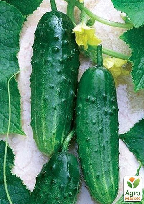 Огірок "Фенікс 640" (Зипер) ТМ "Весна" 2г - фото 3