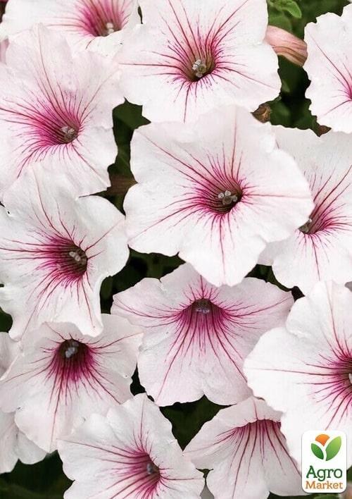 Петунія Supertunia Vista "Silver Berry" (контейнер №10, висота 10-15см)