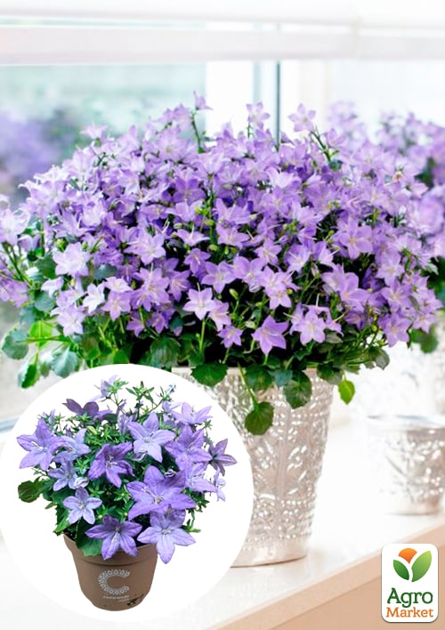 Кампанула цветущая "Isophylla Blue" (Нидерланды)