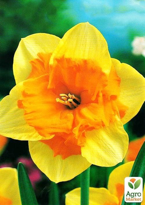 Нарцис "Mondragon" 2шт в упаковці