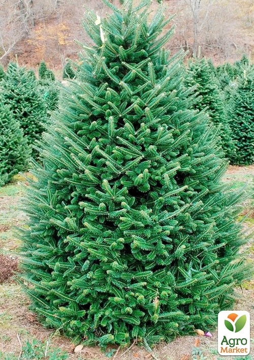 Ялиця Фразера (Abies Fraseri) горщик P9 - фото 2
