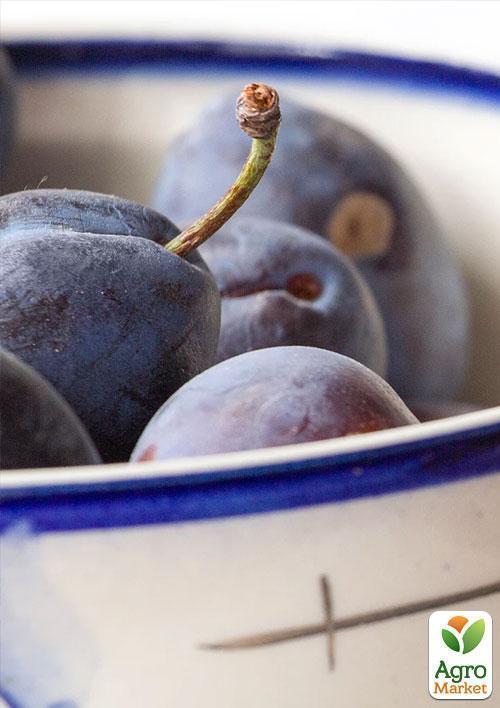 Слива "Ганита" (летний сорт, среднепоздний срок созревания) - фото 4