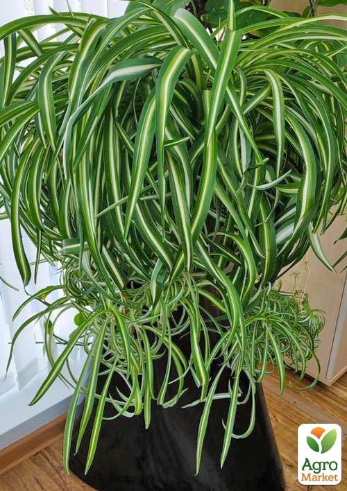 Хлорофітум кучерявий "Bonnie"