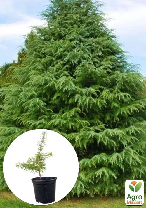 Кедр Гималайский (Cedrus Deodara) С2, высота 30-40 см