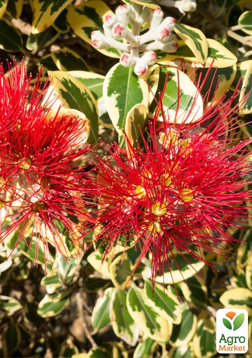 Метросідерос "Variegata" висота 50-60см