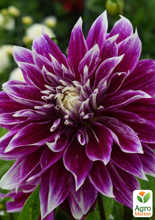 Георгина "Pramie 18"