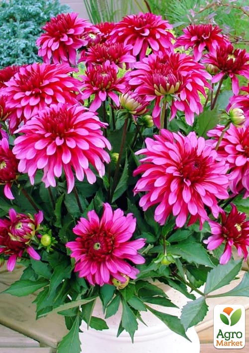 Георгина "Gallery Art Nouveau"