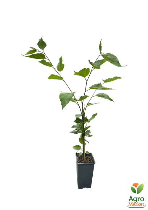 LMTD Ежемалина "Tayberry" (сортовая, укорененная) - фото 3